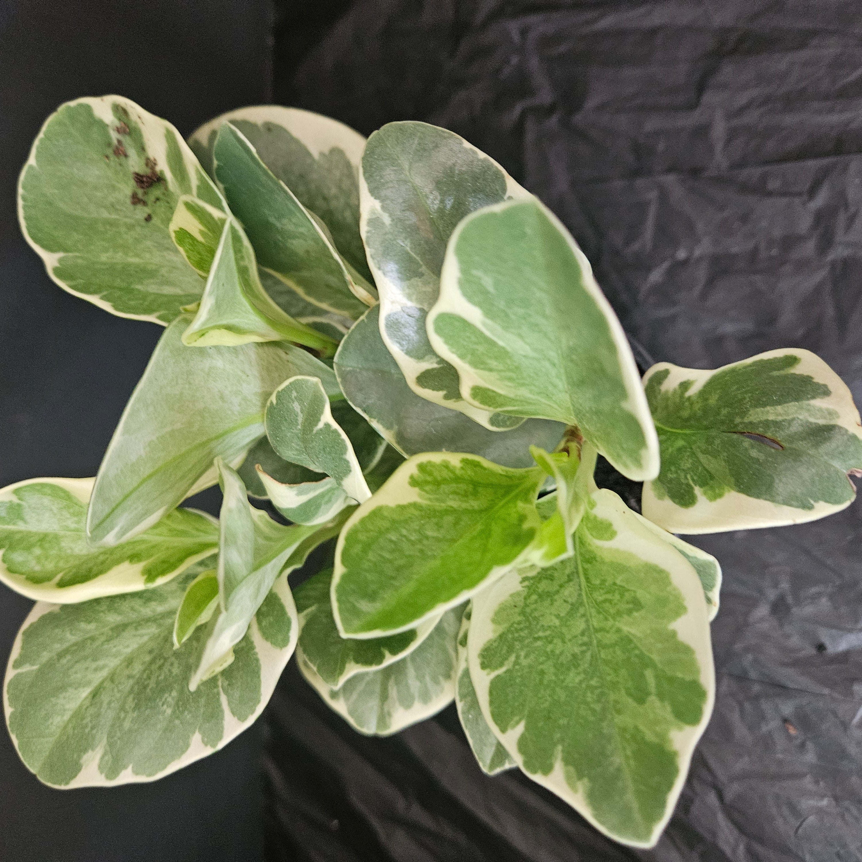 peperomia-marble-benne-s-botanical-llc-215-s-maple-eldon-mo-573