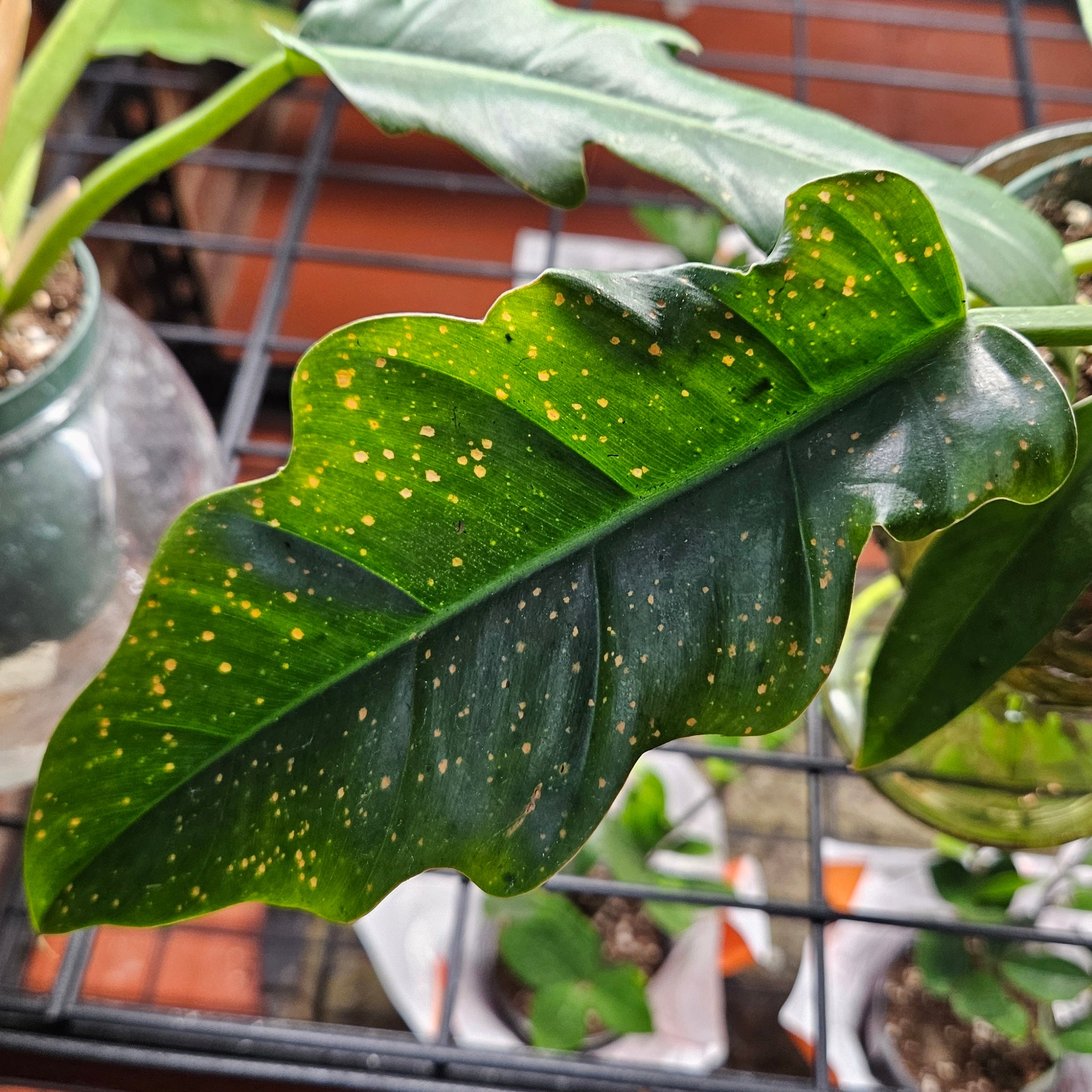 philodendron-pluto-benne-s-botanical-llc-215-s-maple-eldon-mo