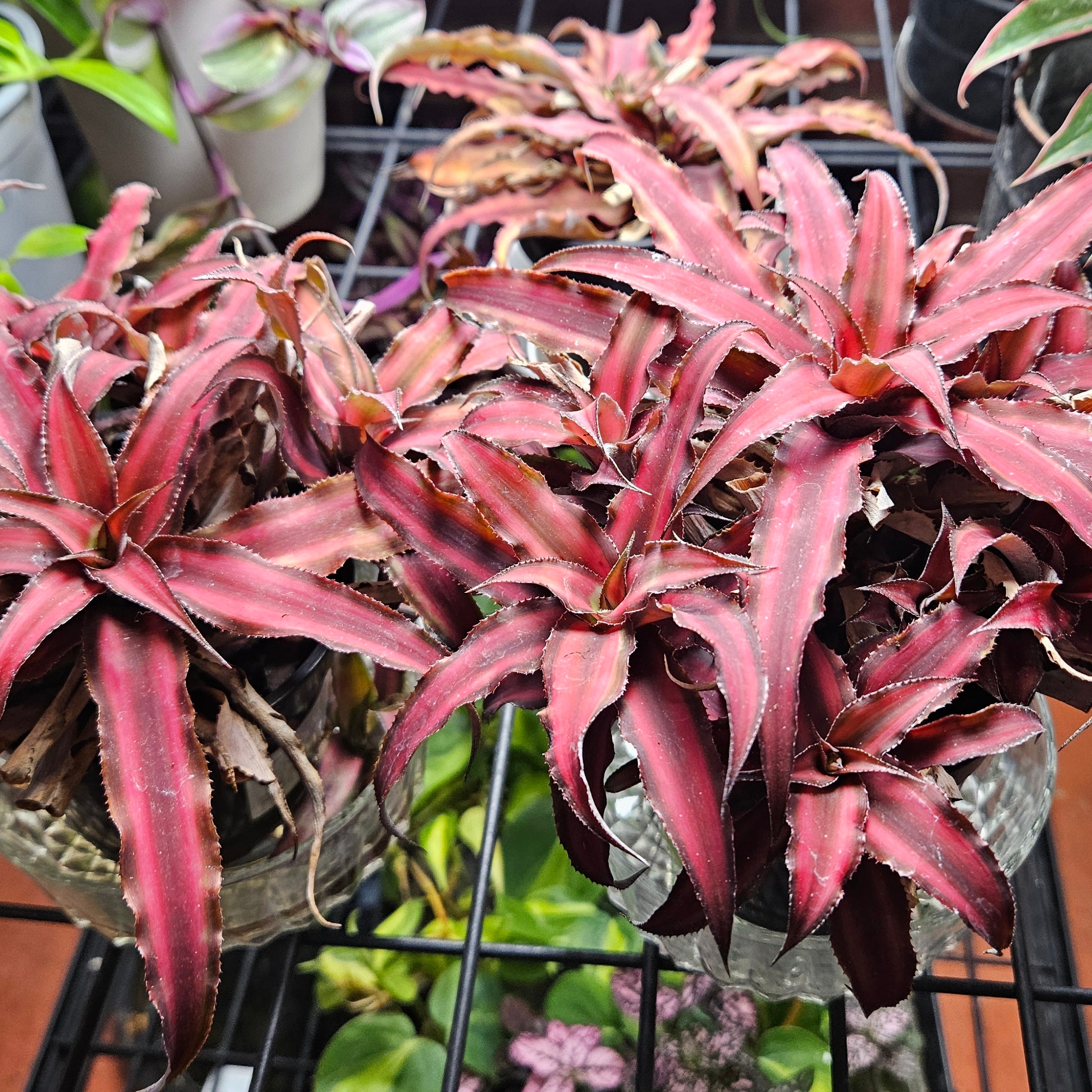 cryptantis-red-benne-s-botanical-llc-215-s-maple-eldon-mo-573