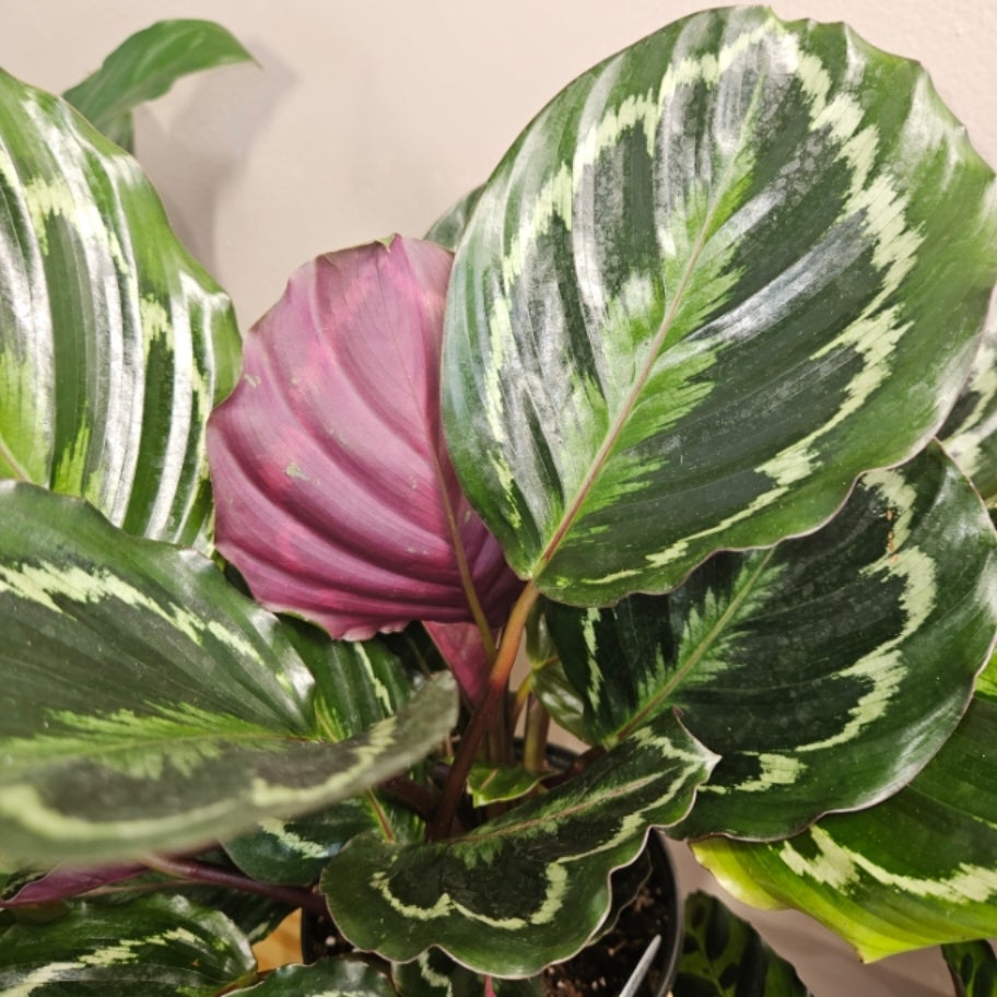 calathea-medallion-benne-s-botanical-llc-215-s-maple-eldon-mo